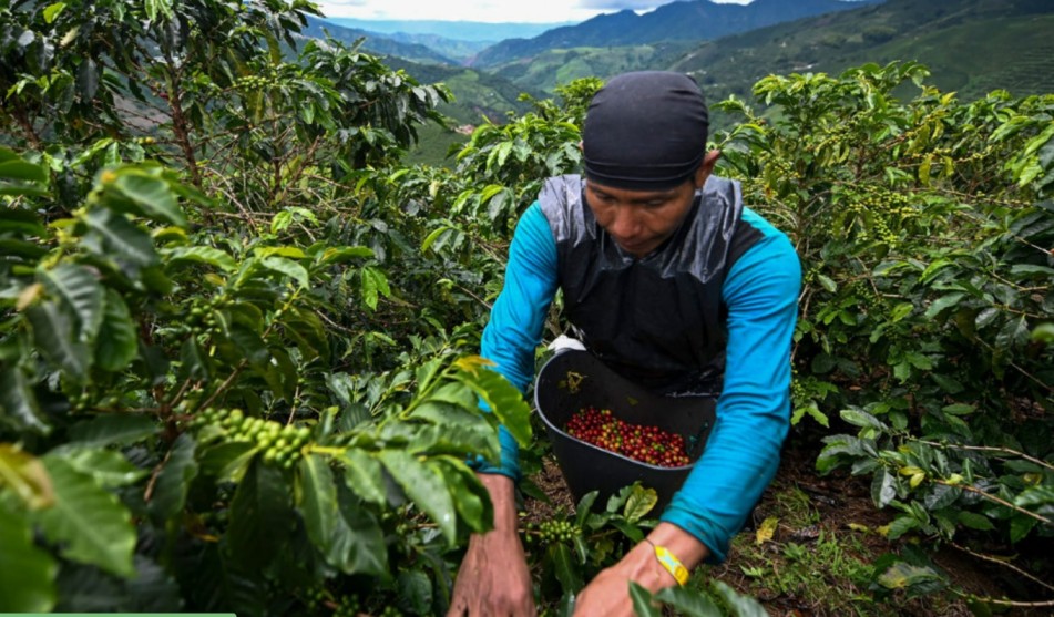 coffee farmer in medellin