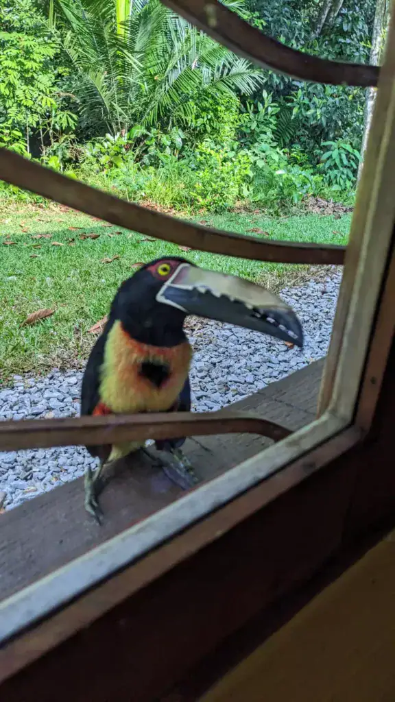 A toucan at Hacienda Nápoles