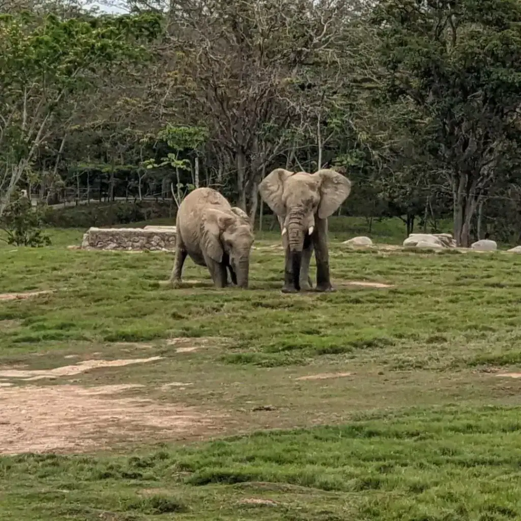 Two elephants in a grassy enclosure at Hacienda Nápoles