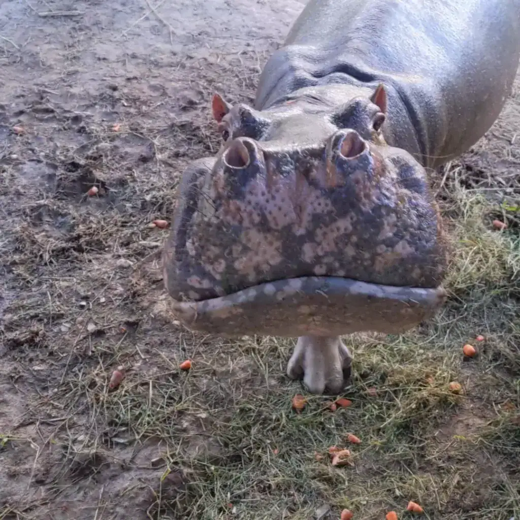 A hippo up close at Hacienda Nápoles